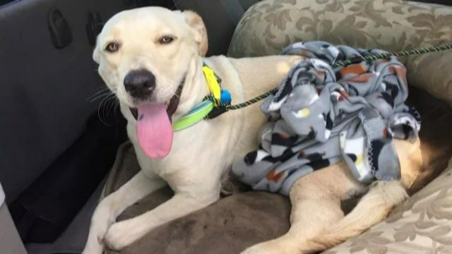 Family dog reunites with owners after Plano crash