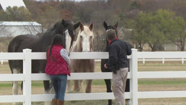 Veteran says horses saved his life, so he's saving theirs