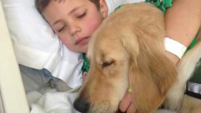 Boy becomes pen pals with therapy dog